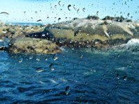 Elisa Villa – L’isola delle foche