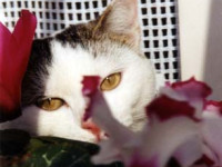 Isabella Lanconelli – Il gatto in relax tra i fiori